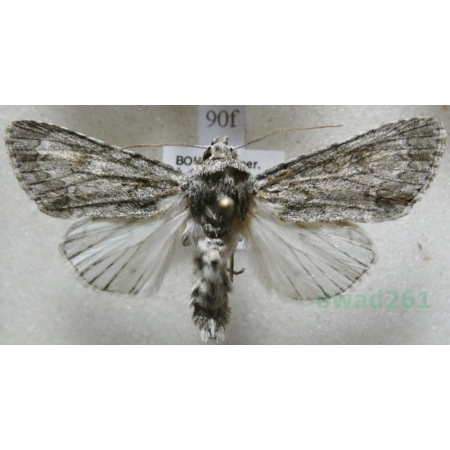 Acronicta aceris (Linnaeus, 1758) Wieczernica klonówka Czech90f